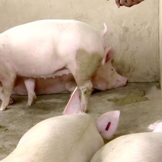 Pigs